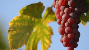 vin français jp.chenet